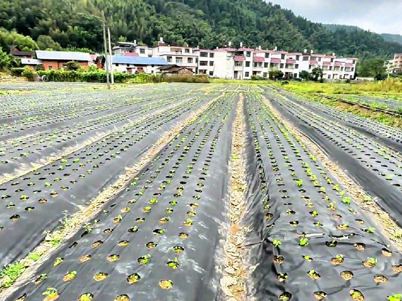 工程案例